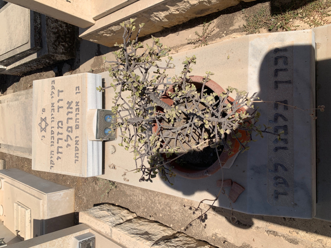 קברו של דוד מזרחי אורפלי. תמונה 1